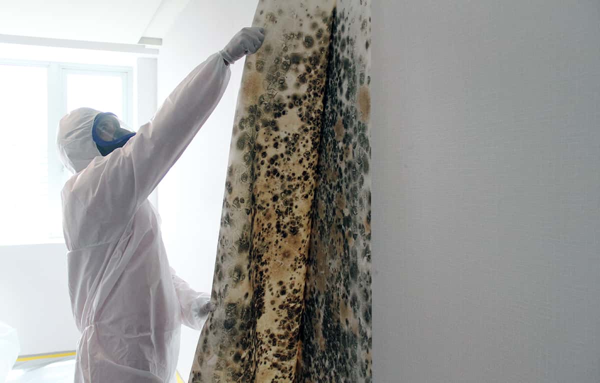 Mold Prevention Singapore