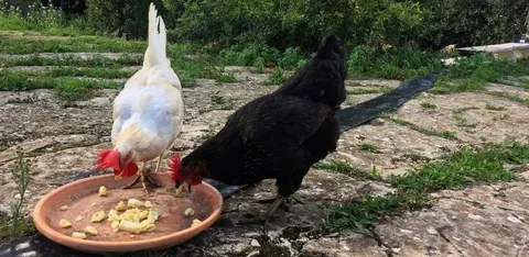 can chickens eat pineapple