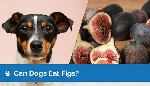 can dogs eat figs