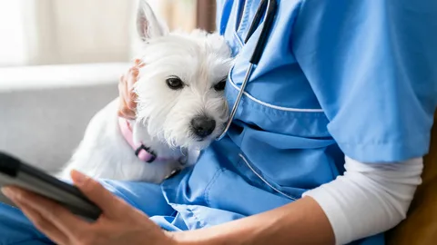can dogs take tylenol