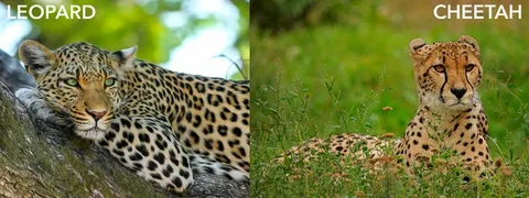 leopard vs cheetah print